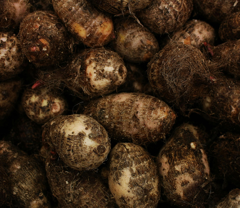 Plantain